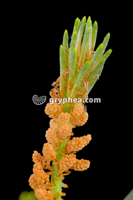 Pin sylvestre - fleurs mâles (Pinus sylvestris, Pinaceae) - gryphea.org